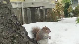 Fat Squirrel Snacking on Snow