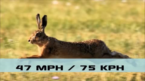 Top 10 World Fastest Animals