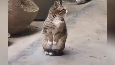 cute cats best funny cats video