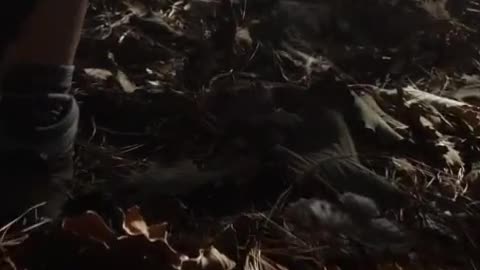 Person walking on dried leaves of the forest floor.