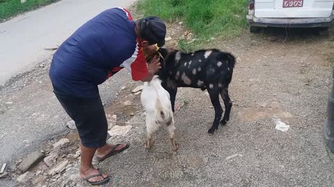 Two Goats, One Pot