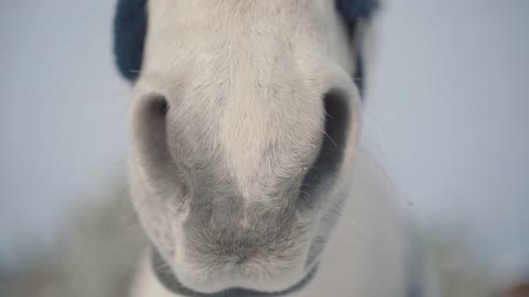 Close up of big horse nose breathing in the blurred background