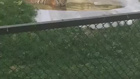 Tiger in Zoo