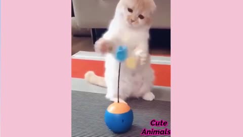 Cutest Animals