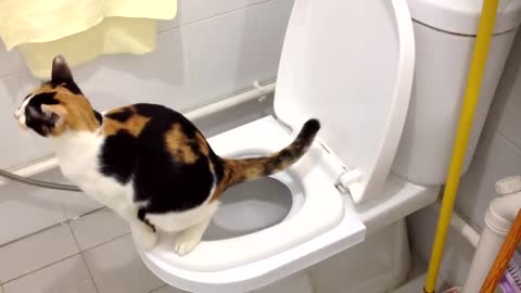 Sierra's 2nd month on the CitiKitty Cat Toilet Training Kit. Success!!!