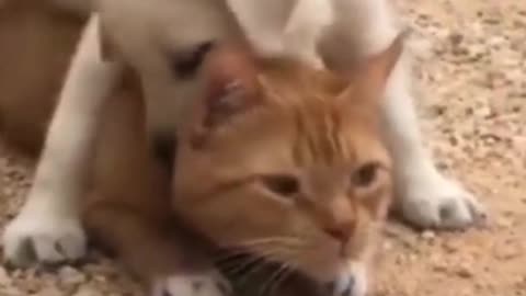 CATS AND DOGS Awesome Friendship - Funny Cat and Dog Vines COMBINATION