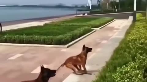 dog very dangerous stunt