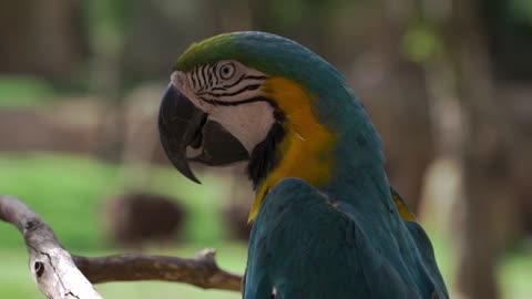 amazing video macaw let the like