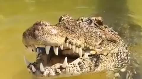 Good mouth crocodile.