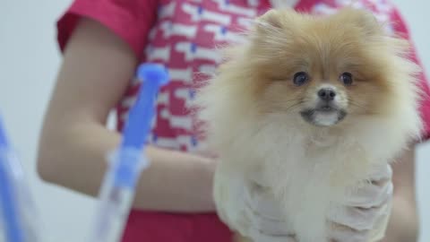 Hands of unrecognizable vet holding small fluffy dog pomeranian spitz in the background of syringe