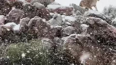 Rare snowfall on South African safari