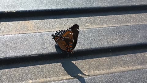 Red-Spotted Purple