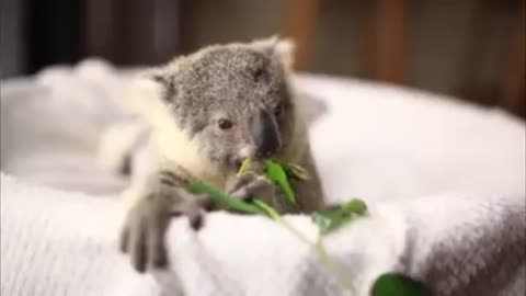 cute baby koala playing and eating plants