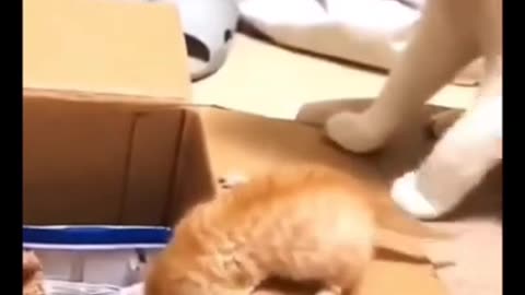 Cat video