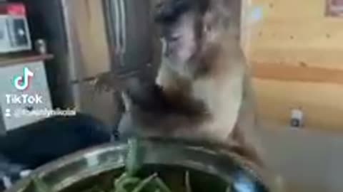 A Funny video about a monkey.