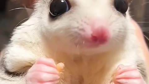 cute animal sugar glider