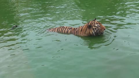 Roaring Tiger at Zoo