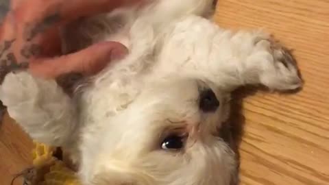 White puppy getting belly lub by owner