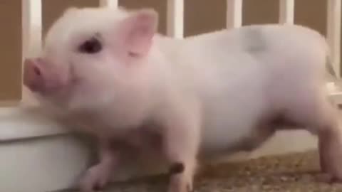 wildanimalsdoingthings - A+ dance moves #pig #babyanimals #animals #cute #funny