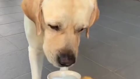 Funniest & Cutest Labrador - Funny Puppy Videos 2020