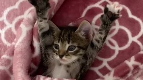 Cute kitten wakes up