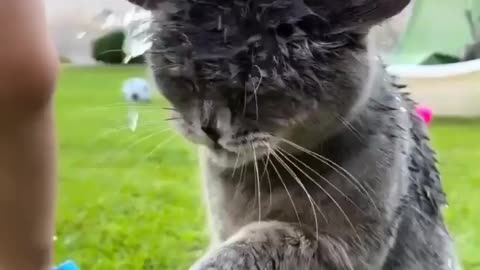 Very patient with that baby!! Probably liked the cooling off too😂 | poor kitty | playing kitty