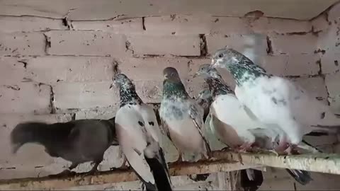 Beautiful chiks pigeon breeder pair best flying