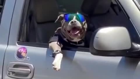 Show Me a Cooler Dog! I'll Wait!