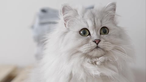 A White Persian Cat