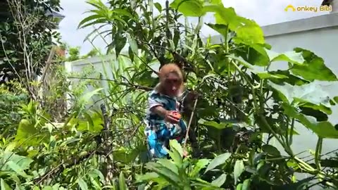 Bibi farmer harvests plums and sells them to buy milk!