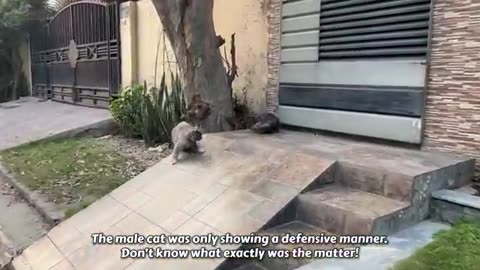 Angry Mother cat protects her Kittens and doesn't let anyone approach them