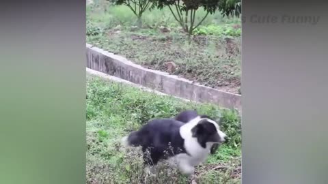 funny cats and dogs