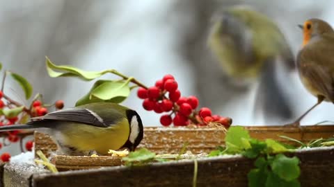 Bird eating food