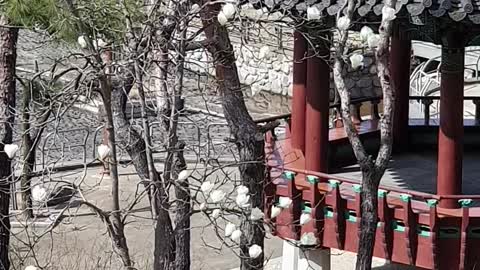 The harmony of the magnolia flower and shelter.