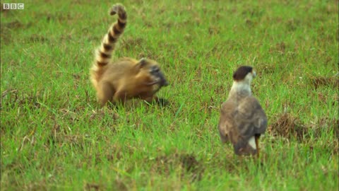 Caracara and Coati Fight Over Food | Wild Brazil | BBC Earth