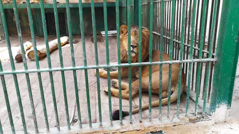 African Lion Too Lazy To Play With Visitors