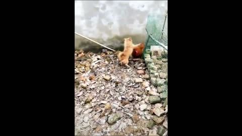 Dog vs. Chicken Funny Animal Videos Compilation 2022