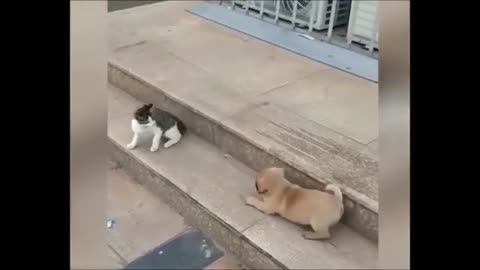 Cat VS Dog Funny Animal Video