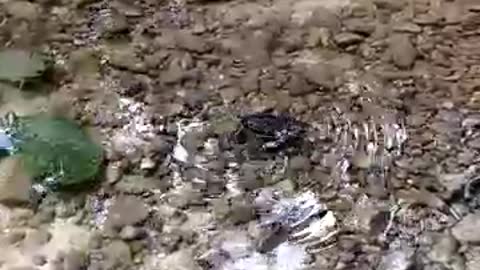 Sea turtles swim in the river