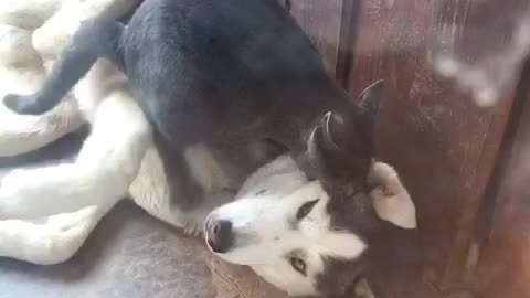 husky and cat fight