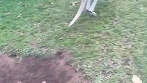 Kangaroo playing on the park😯