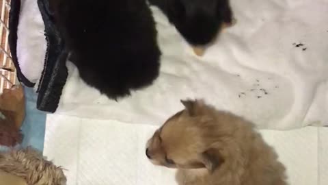 Pomeranian puppies playing