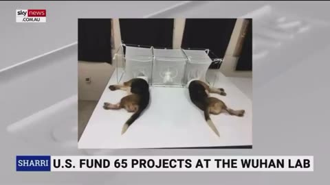 BREAKING: FOIA Docs Show That Fauci Funded a $3.7M Project Using Experimental Drugs To Poison Dogs…