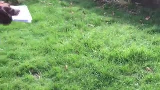 Dog Excitedly Greets Mail Man