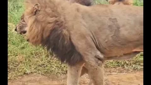 Lion Cub Viciously Attacks Dad Repeatedly 🤣