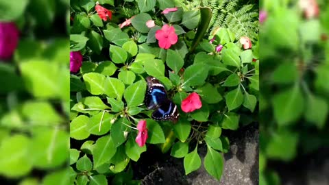 Tropical butterflies