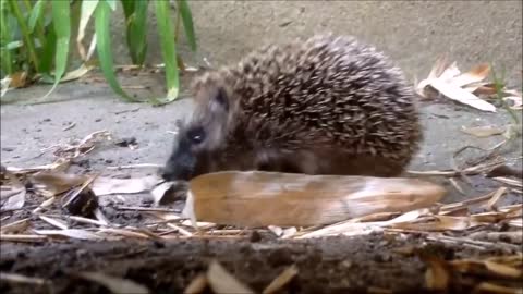 funny hedgehog