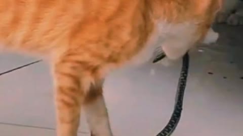 Cat VS Snake