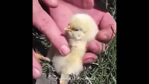 Aww animals soo cute! Cute baby animals video ,compilation cute moment of the animals