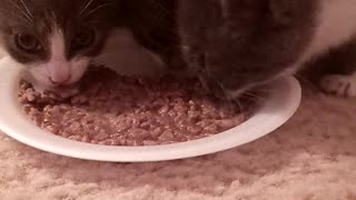 Hungry Hungry Kittens